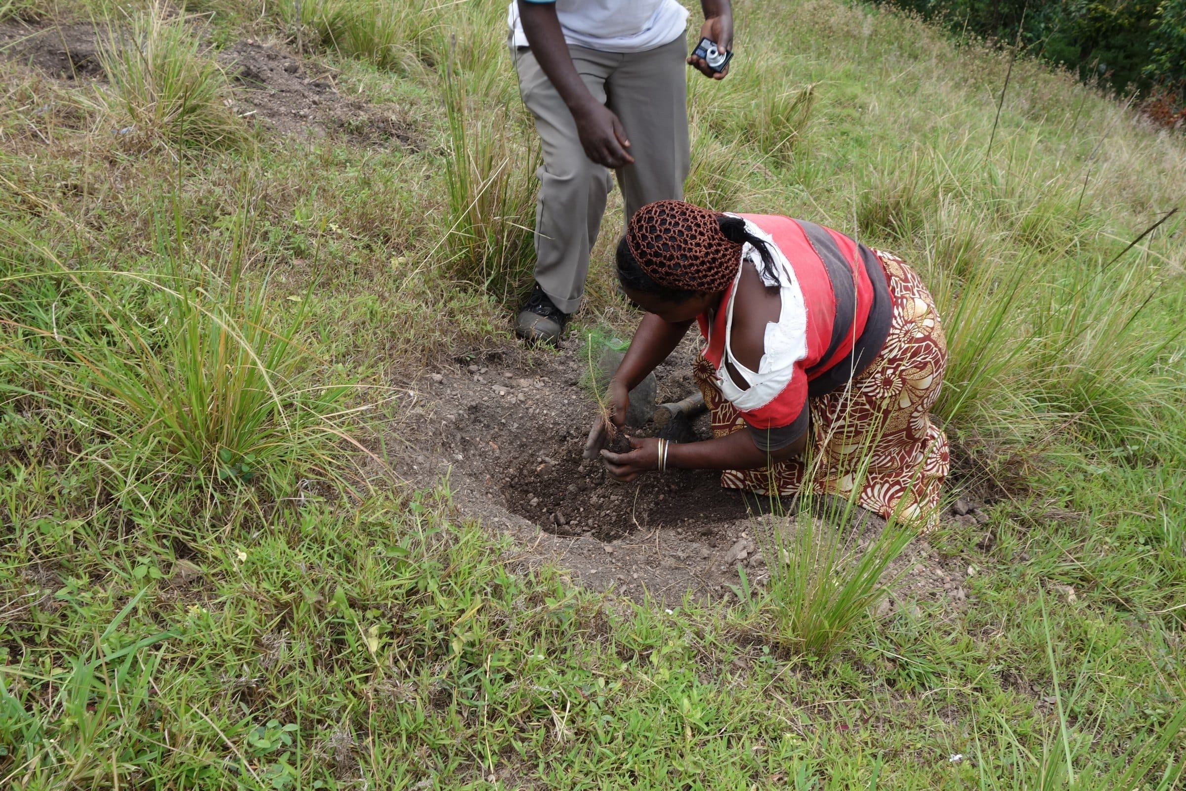 A woman planting a seedling on a grassy slope