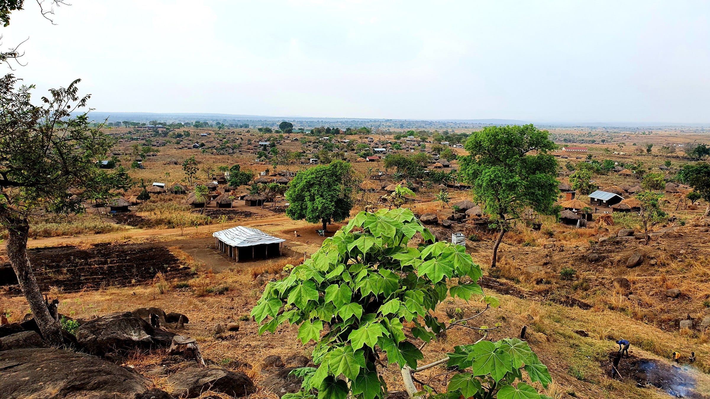 Trees and homesteads across Rhino Camp, seen from a hill